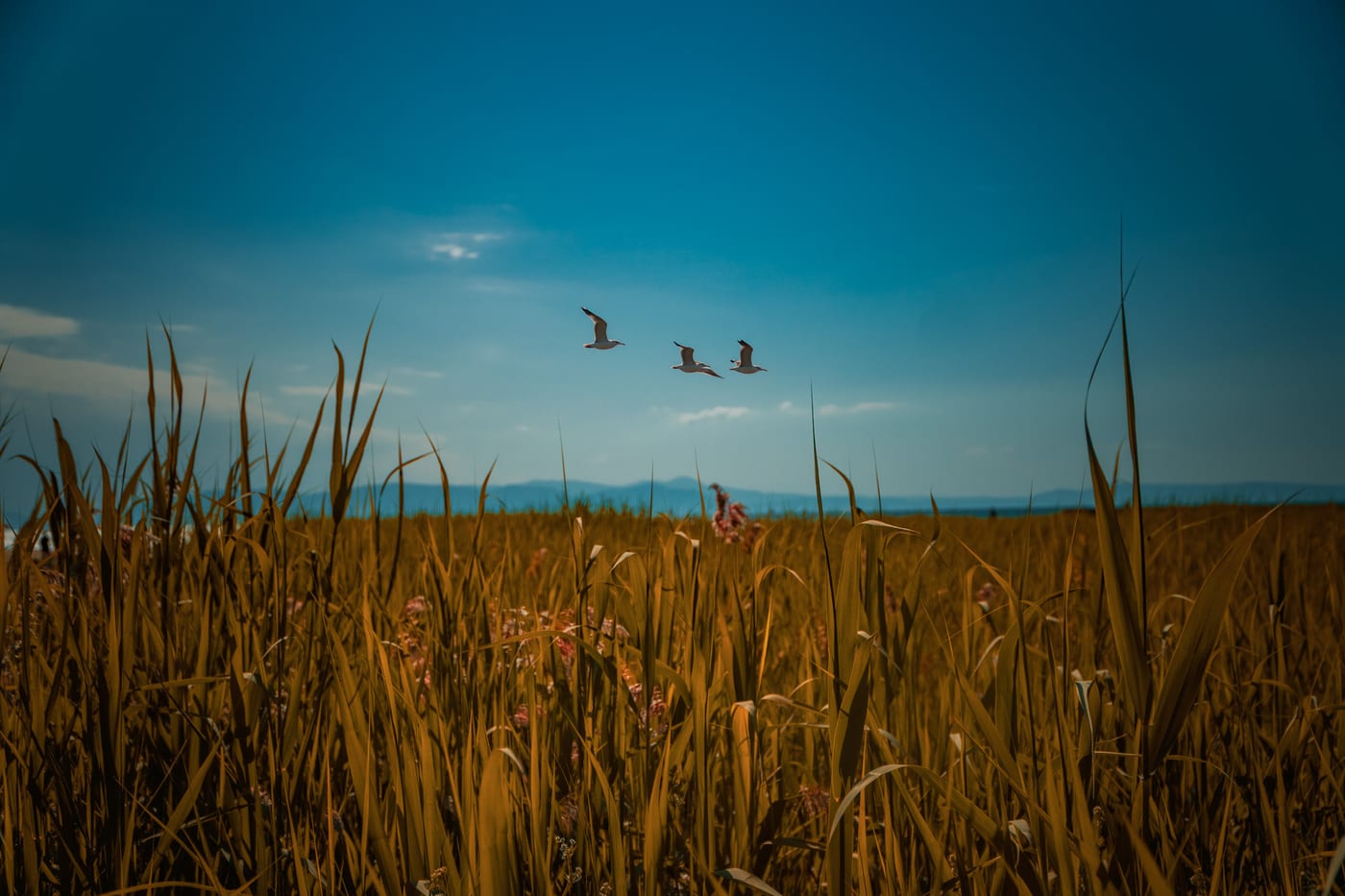 Golden Marsh Under a Silent Sky by Erdem Köşk