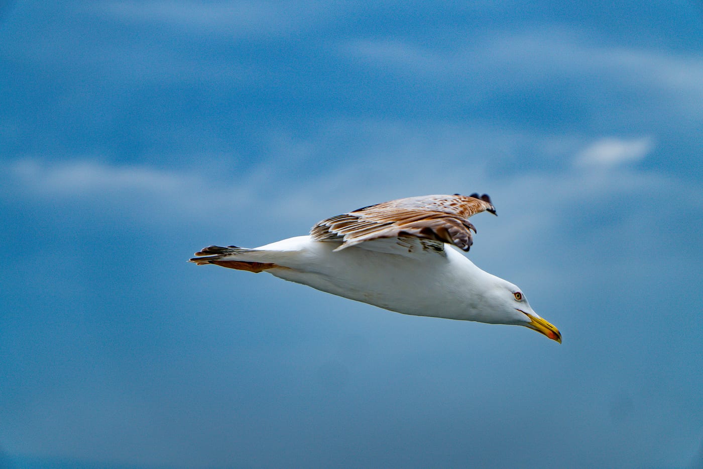 Solo Glide by Erdem Köşk