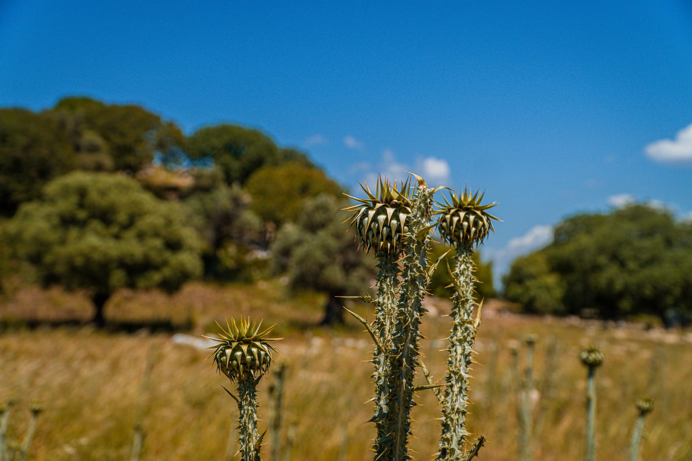 Wild Mediterranean Essence by Erdem Köşk