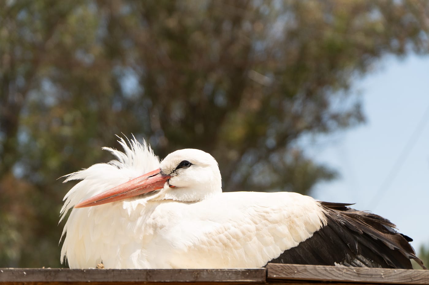 White Stork Resting in the Sun by Erdem Köşk